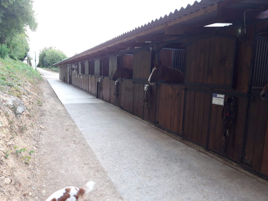 ecurie-du-Soret-elevage-pension-ecurie-juvielle-moselle2